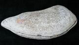 Pteronisculus Fossil Fish From Madagascar - Triassic #14930-3